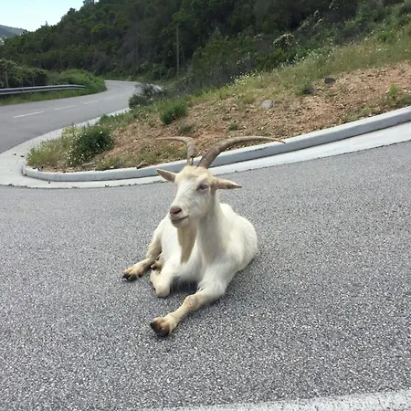 Marlene - Terrace Free Parking - By Tgb Ajaccio (Corsica)