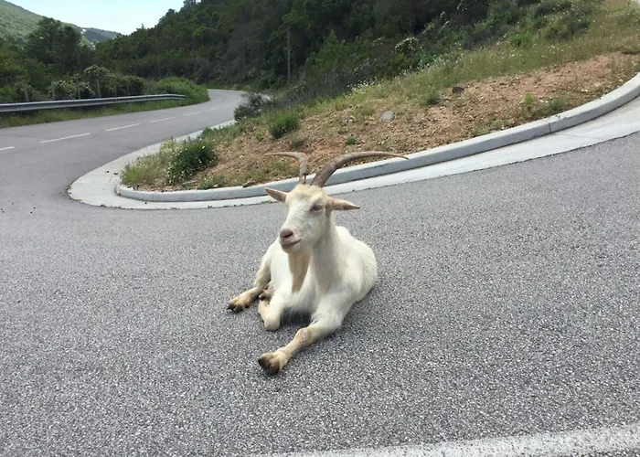 Marlene - Terrace Free Parking - By Tgb Ajaccio (Corsica)